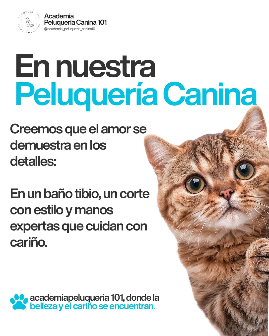 Carrusel: En nuestra Peluquería Canina