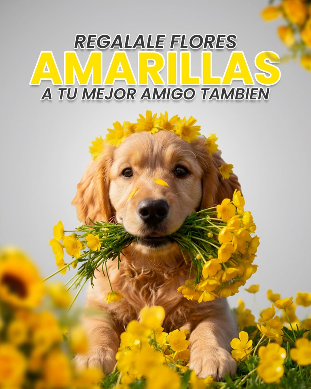 Reduce el dolor y molestias — salud dental canina